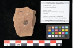 Foto (Objekt + Etikett) von Pinus ciliata Ettingshausen (NHMW-GEO-2024-0188-0328)